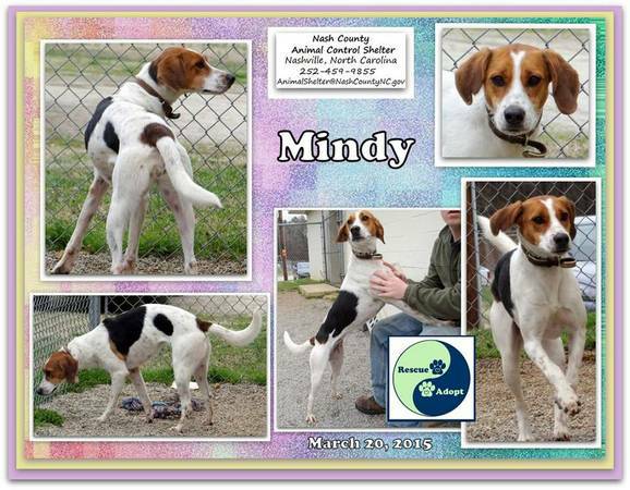 Mindy FM Small Hound Avail to Adopt (Nashville, NC)