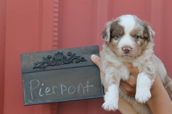 Mini Aussie Puppies (Duncan,OK)