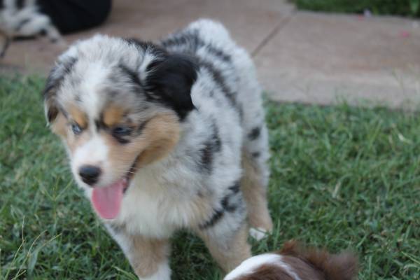 Mini Aussie Puppies (Duncan,OK)