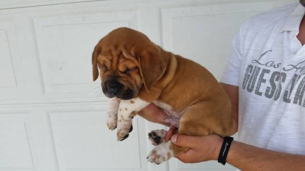 mini bulldog puppy (Dearborn)