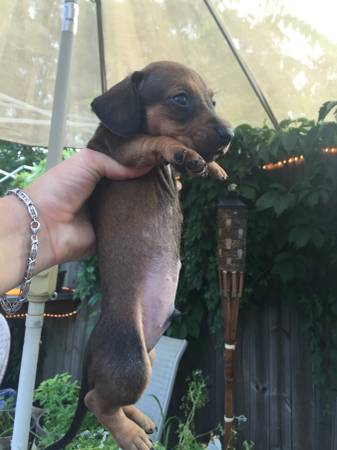Mini dachshund (Belleville)
