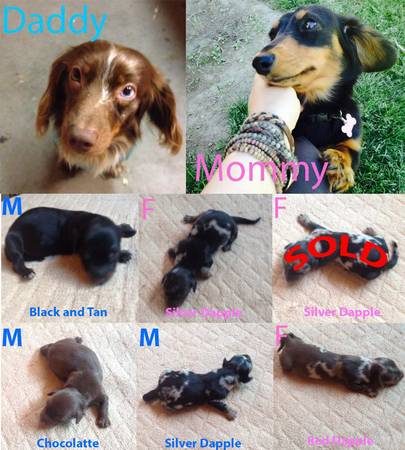 Mini Dachshund Puppies (Adrian)