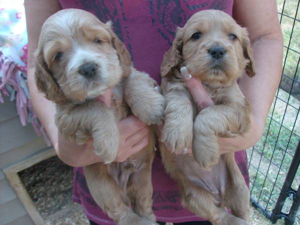 Mini Golden Retriever Puppy (philip)