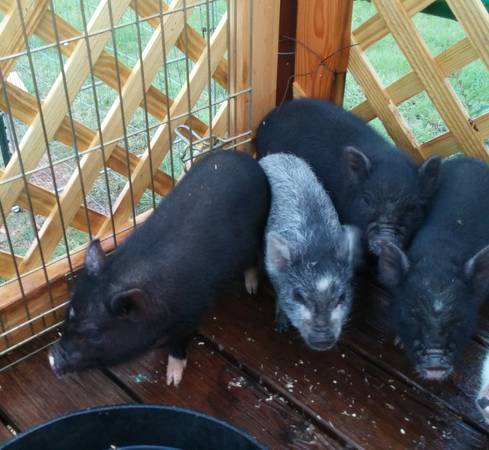 mini pig babies (Blanchard)