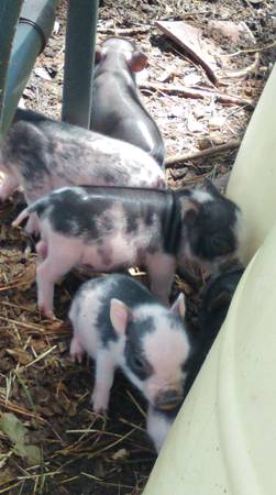 Mini pot belly pig babies (saucier)