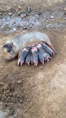 Mini Pot Belly Piglets  (White OakEast Texas)