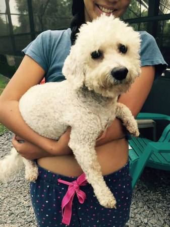 Miniature Poodle male for adoption