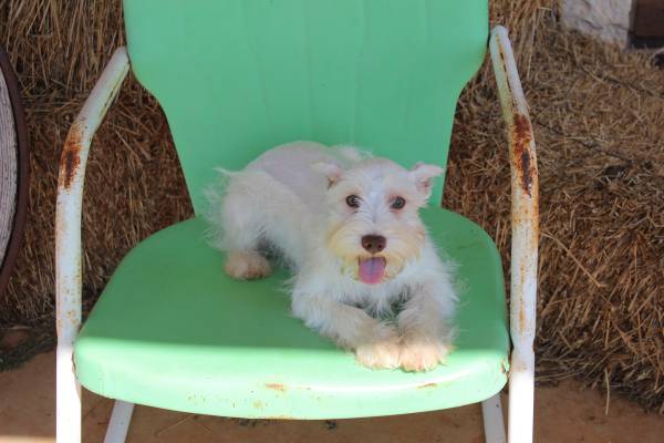 MINIATURE SCHNAUZER MALE (DUNCAN)