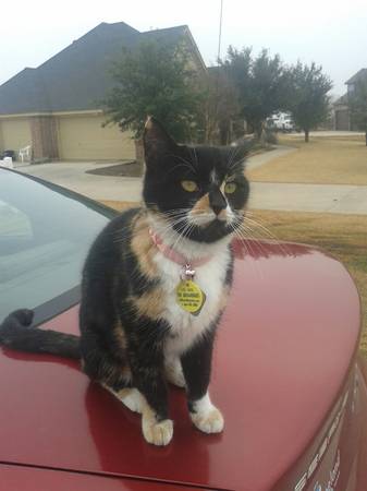 Miss Ellie needs a homebeautiful Calico FIV positive (north fort worth)