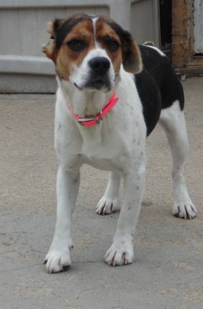 missing beagle (mooresville)