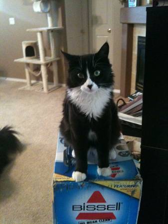 Missing black and white cat (Featherly way)