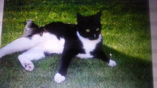 missing black and white cat (overland5mile)