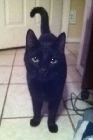 Missing Black Cat (Farmington)