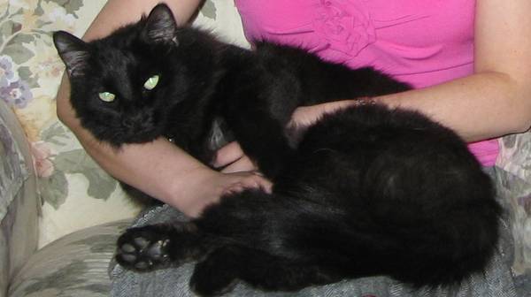 Missing black kitty (Columbia Village)