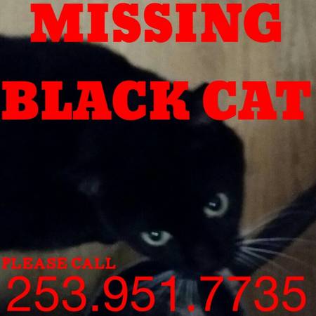 missing  blackwhite male cat (east renton  highlands)