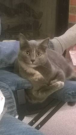 Missing Cat (Greenwood, IN)