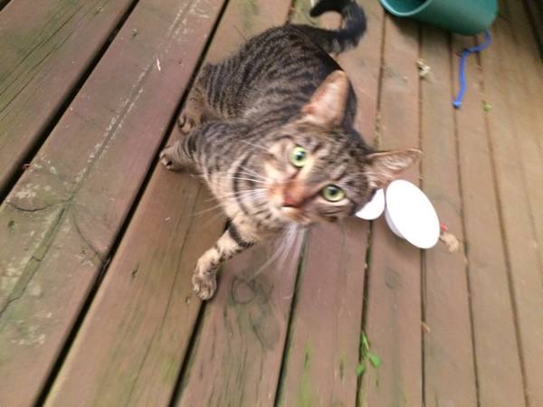 Missing cat (Patrick circle)