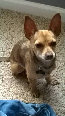 Missing chihuahua (Capitol Hill)
