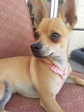 MISSING CHIHUAHUA REWARD (LAS VEGAS)