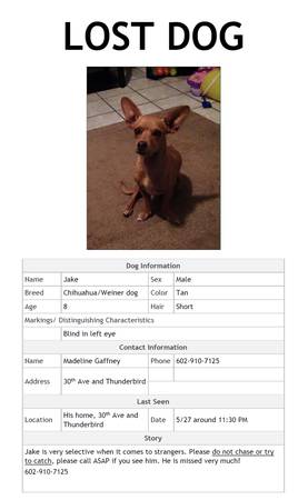 Missing ChihuahuaDachshund Mix (30th Ave and Thunderbird)