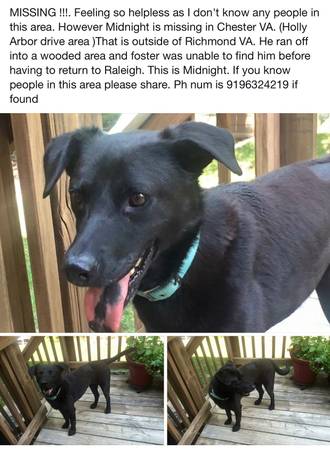 Missing Dog (Chester VA)