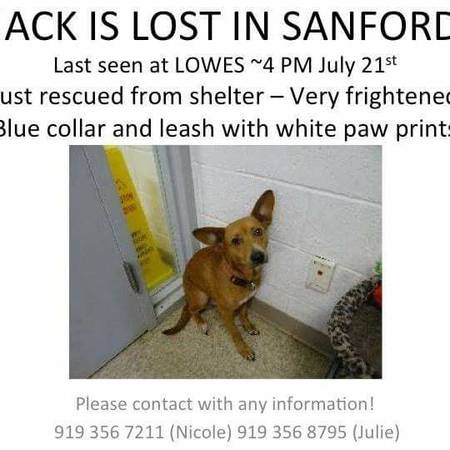 Missing dog (Sanford)
