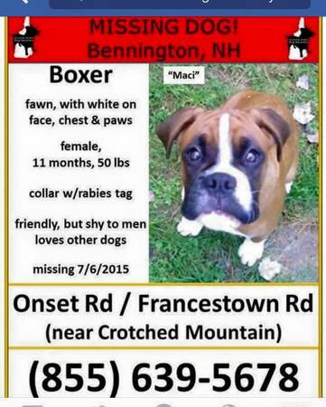 MISSING fawn boxer (bennington nh)