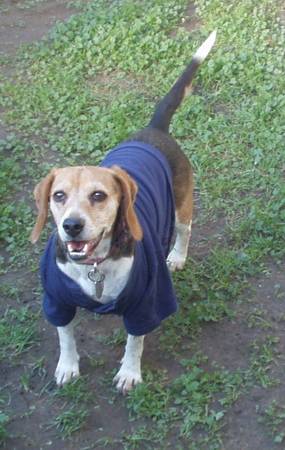 Missing Female Beagle Dog