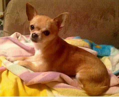 missing female Chihuahua 1,000reward (warrencenterline)