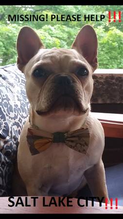 MISSING FRENCH BULLDOG PUPPY (900 So. 1400 E.)