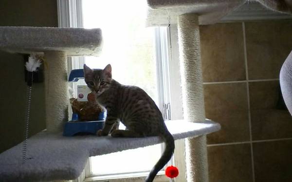 Looking for a cat to adopt (Anchorage)