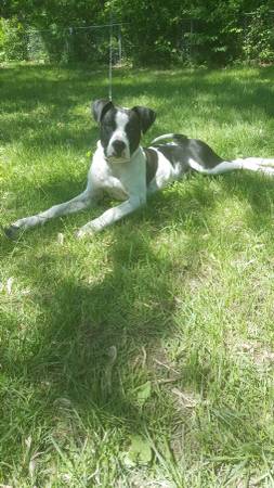 missing male black and white pitbull dog (white lake)