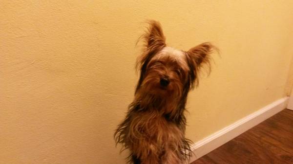 MISSING MALE YORKIE (Carson, CA)