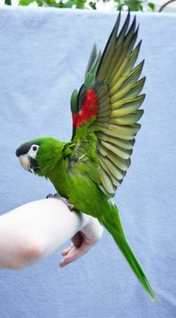 missing parrot (garner)