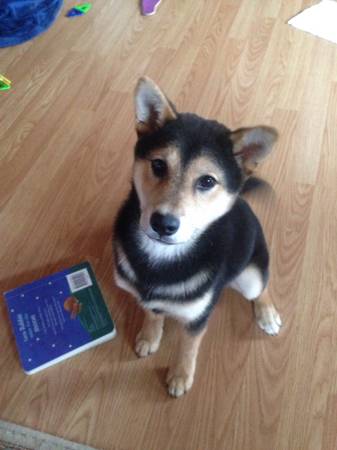 Missing Shiba Inu (Chugiak)