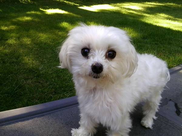 Missing small white dog