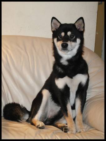 Missing  Stolen Shiba Inu Dog (Like small Husky)