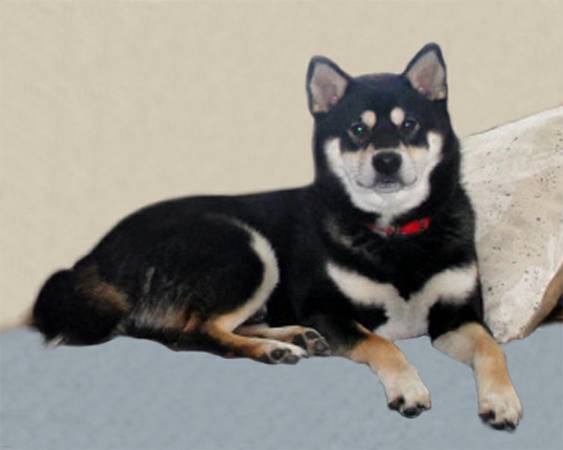 Missing  Stolen Shiba Inu dog (like small Husky)