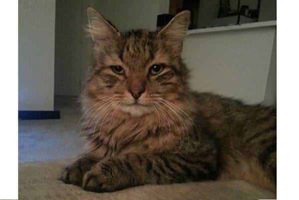 Missing TabbyMaine Coon Cat (Manchester)