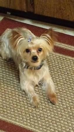 MISSING YORKIE MALE SILVERBLONDE (HILLSBORO BUT COULD BE ANYWHERe)