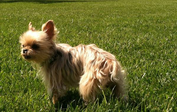 Missing yorkie No questions asked (Reward 3000.00)