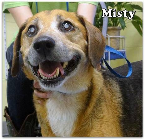 Misty and Caleb need Special Home (Nashville, NC)