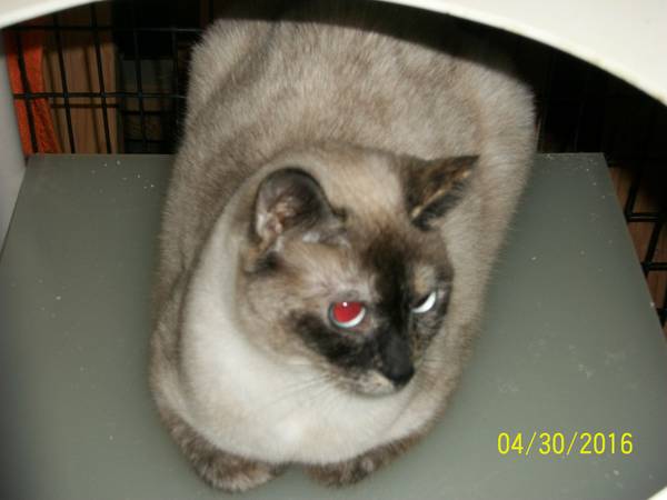 MISTY  Beautiful Young Adult Tortie Point Siamese Mix For Adoption (los gatos)