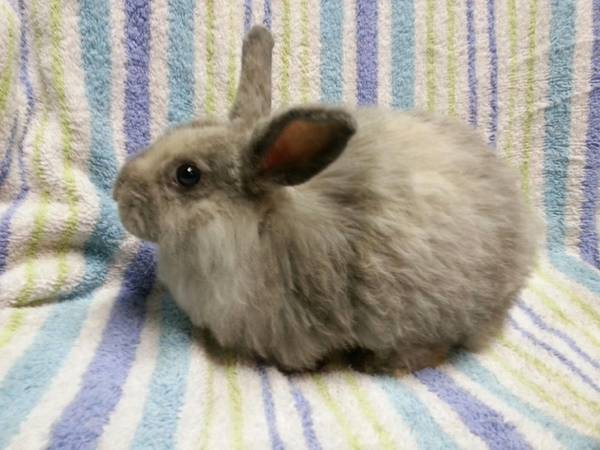 Mix breed baby bunnies need new homes