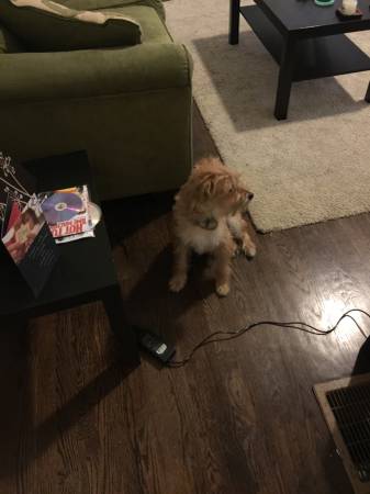 Mix Perrier puppy (Germantown)