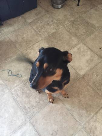 Mixed breed cutie (Belle Chasse)