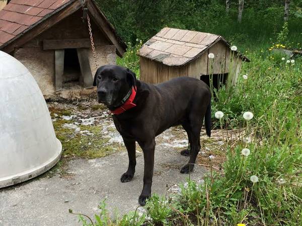 Mixed Breed Dogs Need New Home (N.Birchwood,Chugiak)