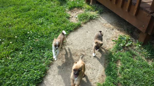 Mixed Chihuahua puppies (Cincinnati)