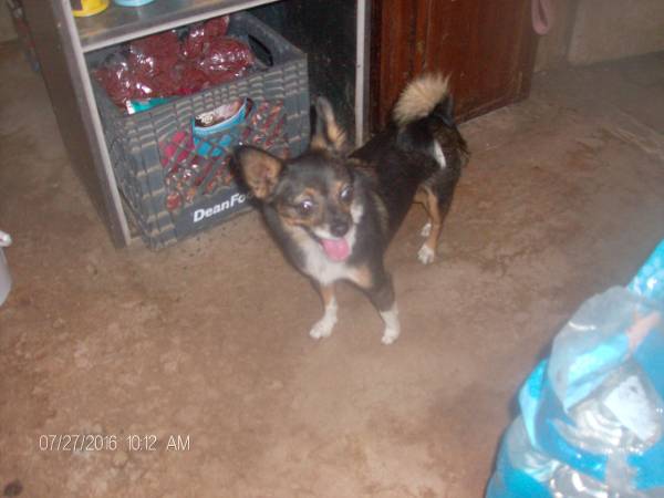 MOLLYSMALL CHIHUAHUA CREEK PET ADOPTION (KELLYVILLE)