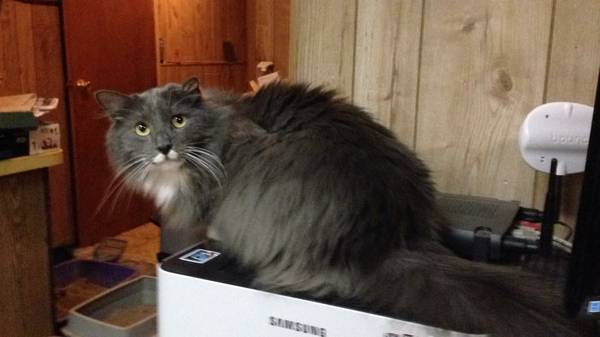 Moppy the Mainecoon (Bensonhurst)